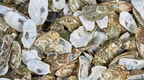 researchers  unexpected discovery  oysters   transform