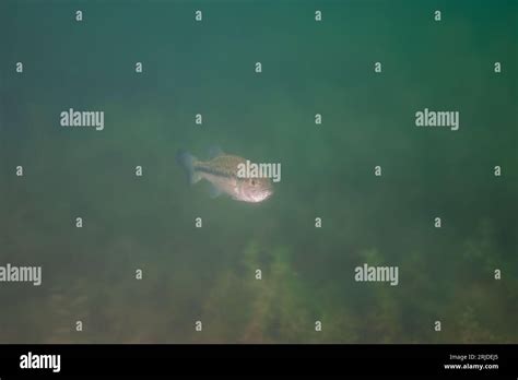 Largemouth Bass Swimming In A Michigan Inland Lake Stock Photo Alamy