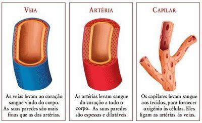 Diferença Entre Veias E Arterias - Artérias, veias e vasos capilares - Só Biologia