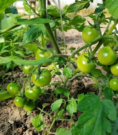 When & How to Prune Tomato Plants for Maximum Yield and Plant Health