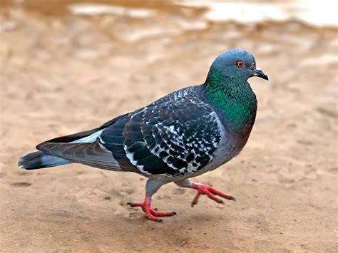160 Funny And Cute Pigeon Names Animal Names