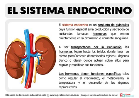 Que Es El Sistema Endocrino Para Ninos De Primaria Ninos Creativos