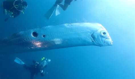 Divers Film Extremely Rare Encounter With 'Earthquake Fish' - Newsweek