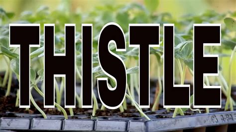 Thistle Youtube