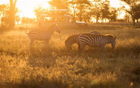 Best Tanzania Safaris And Tours Budget Safari Packages