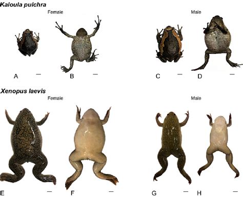 Figure 1 From Sex Determination In Two Species Of Anuran Amphibians By Magnetic Resonance