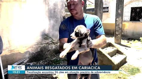 V Deo Animais S O Resgatados Em Situa O Prec Ria Em Cariacica