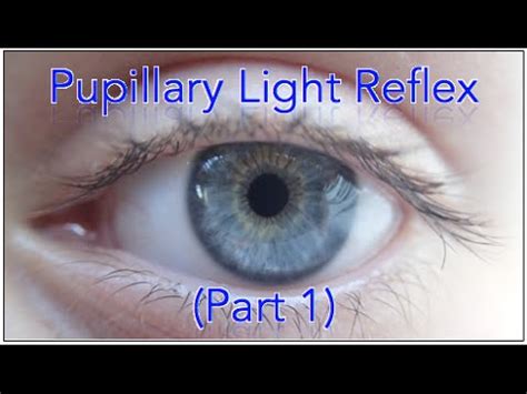 Pupillary light reflex pathway [Part 1]