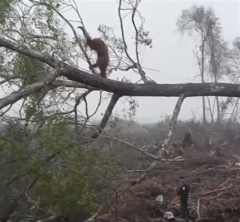 Orangután se enfrenta a máquina que destruye su hogar