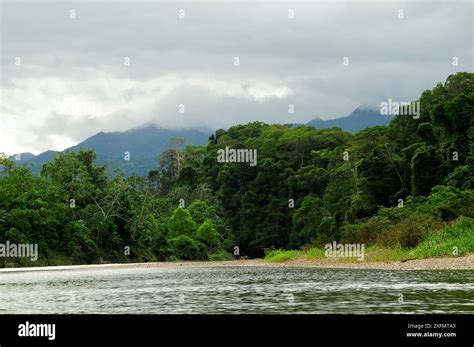 rio platano  rainforest landscape rio platano biosphere reserve