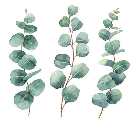 Watercolor Hand Painted Vector Set With Eucalyptus Leaves And