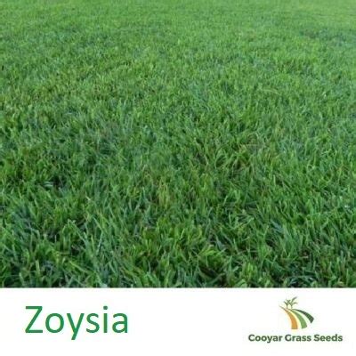 Zoysia Grass Seed - Pure for Sale - Cooyar Grass Seeds For Sale