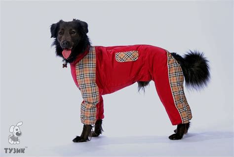 ТУЗИК Комбинезон теплый для породы пойнтер кобель - купить с доставкой ...
