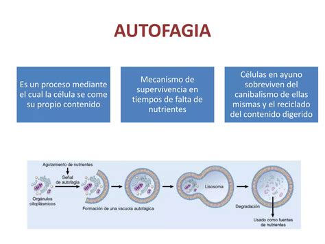 Autofagia E Heterofagia - Autofagia, heterofagia, acumulaciones intracelulares, envejecimiento ...