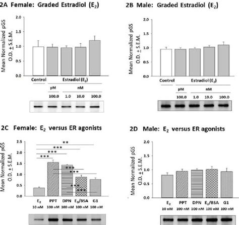 Figure 1 From Sex Specific Estrogen Regulation Of Hypothalamic Astrocyte Estrogen Receptor