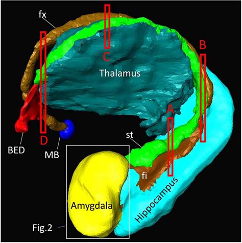 Frontiers Elucidation Of White Matter Tracts Of The Human Amygdala By