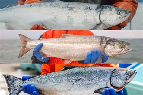 Coho Vs Sockeye Vs King Salmon Whats The Difference Alaskan