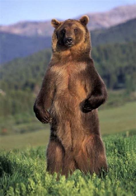 Average Height of a Grizzly Bear Standing Up