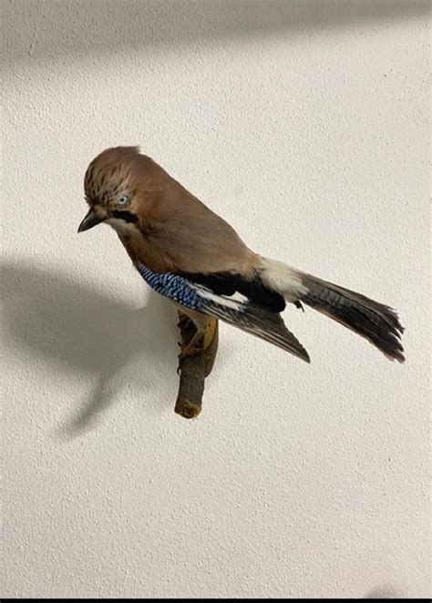 Euraziatische Jay Vintage Montuur Taxidermie Volledige Montage