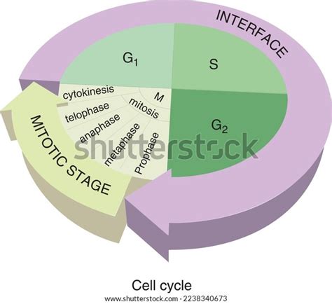 stages cell cycle royalty  images stock