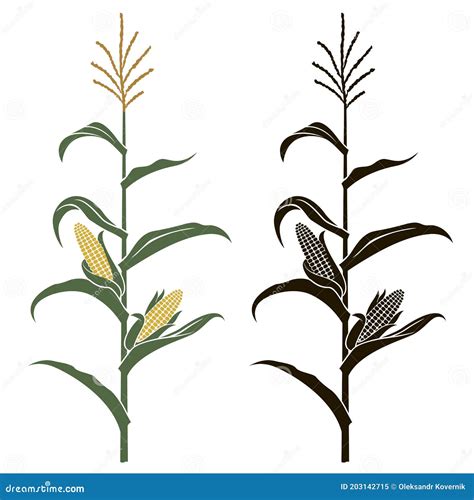 Corn Stalk. Isolated Corn On White Background Cartoon Vector