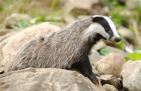 European Badger | The Animal Facts | Appearance, Diet, Habitat, Behavior
