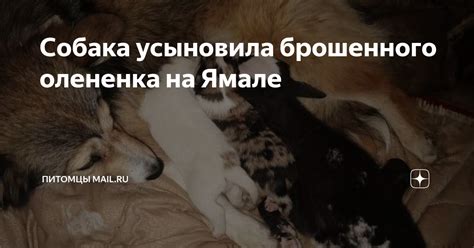 Собака усыновила брошенного олененка на Ямале | Питомцы Mail.ru | Дзен