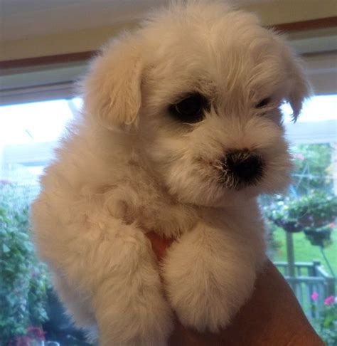 Cotonese (Coton de Tulear X Maltese Mix) Info, Temperament, Puppies and ...