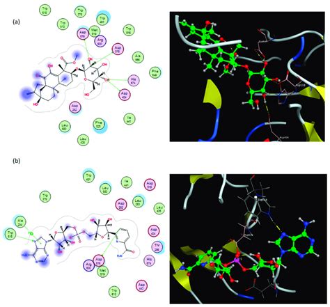 Binding Modes Of Graecumoside A A And Fenugreekine B Into Human