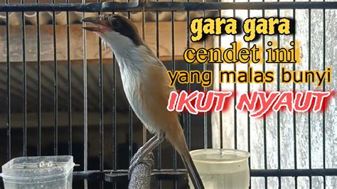 MANJUR Pancingan Cendet Malas Bunyi AMPUH UNTUK TERAPI Burung Cendet