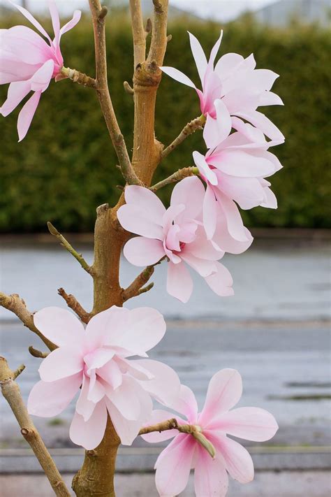 Magnolia Pink Beauty - Magnolia Pink Beauty günstig kaufen