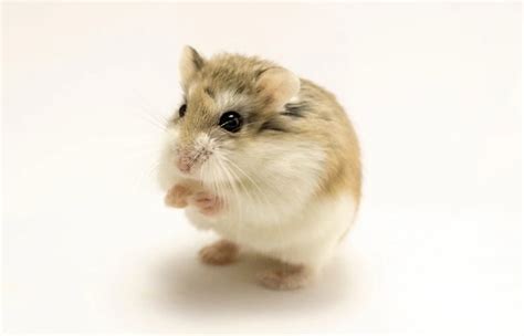 4 Types Of Dwarf Hamster Breeds Vet Reviewed Info Pictures And Facts