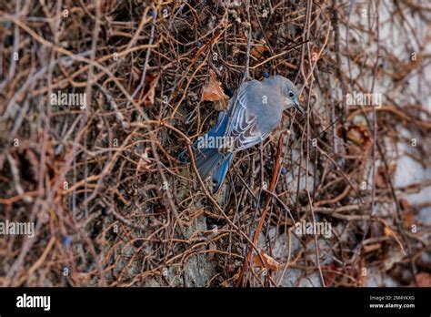 Female Mountain Bluebird At Vancouver Bc Canada Stock Photo Alamy