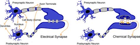 An Illustration Summarizing Interactions Between The Pre And