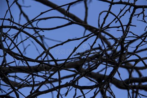 Naked Tree Branches On A Blue Background Tree Branches Against Blue Background Stock Photo