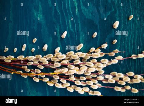 Background From A Bouquet Of Pussy Willow Stock Photo Alamy