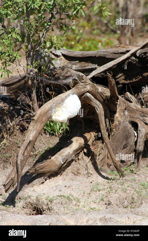 Gray Foam Nest Tree Frog Hi Res Stock Photography And Images Alamy