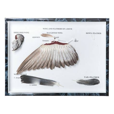 Wing Anatomy