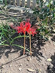 Amazon Bareroot Red Surprise Lily Resurrection Lily Naked Lady August Lily Lycoris