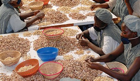 Cashew Nut Central To Guinea Bissau Economy A Blessing Or A Curse