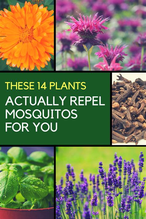 Mosquito Repellent Plants 14 Plants That Keep Them Away