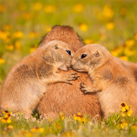 Prairie Dogs of the Wichita Mountains - Fred Wasmer Photography