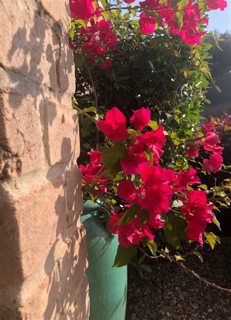 Bougainvillea - Magenta Glory - Guildford Garden Centre