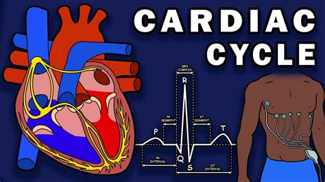 The Cardiac Cycle Phases Pressure Changes Ecg Ekg Youtube