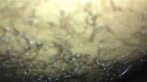 Je baise une grosse MILF jusqu à ce qu elle jouisse xHamster