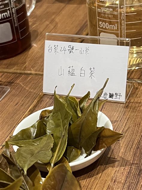 臺灣的茶樹：台灣山茶。台茶24號台灣原生種 山蘊 荼公子 Han Yi 韓奕