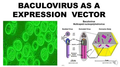 Baculovirus Expression System Youtube