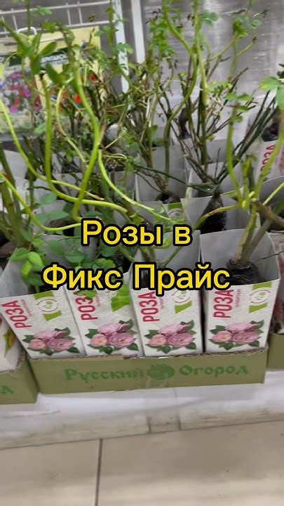 Розы в Фикс Прайс #обзор #обзормагазина #фикспрайс #fixprice - YouTube