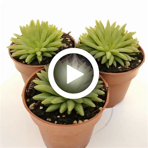 Haworthia Kikuhigasa 85 Cm Aloaceae Giromagi Vendita Piante Grasse