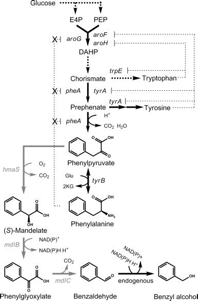 Proposed Pathway For Benzaldehyde And Benzyl Alcohol Biosynthesis From Download Scientific